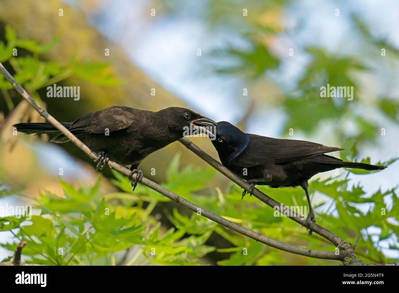 Common Grackle (Quiscalus quiscula) feeding its young Stock Photo