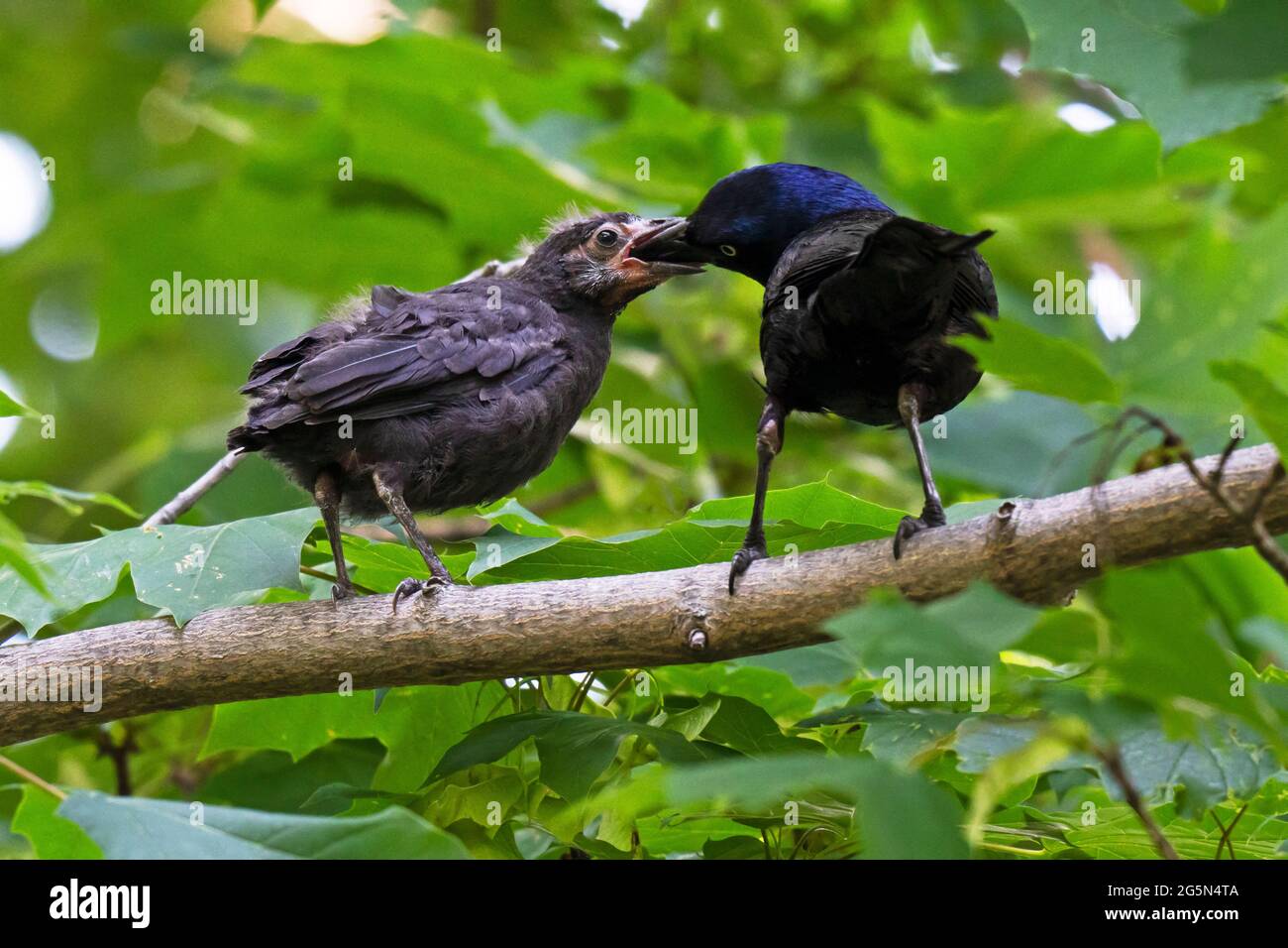 Common Grackle (Quiscalus quiscula) feeding a fledgling Stock Photo