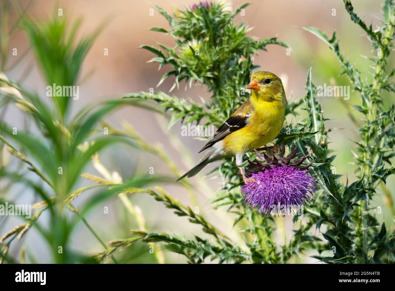 American Goldfinch (Spinus tristis), perched on a thistle Stock Photo