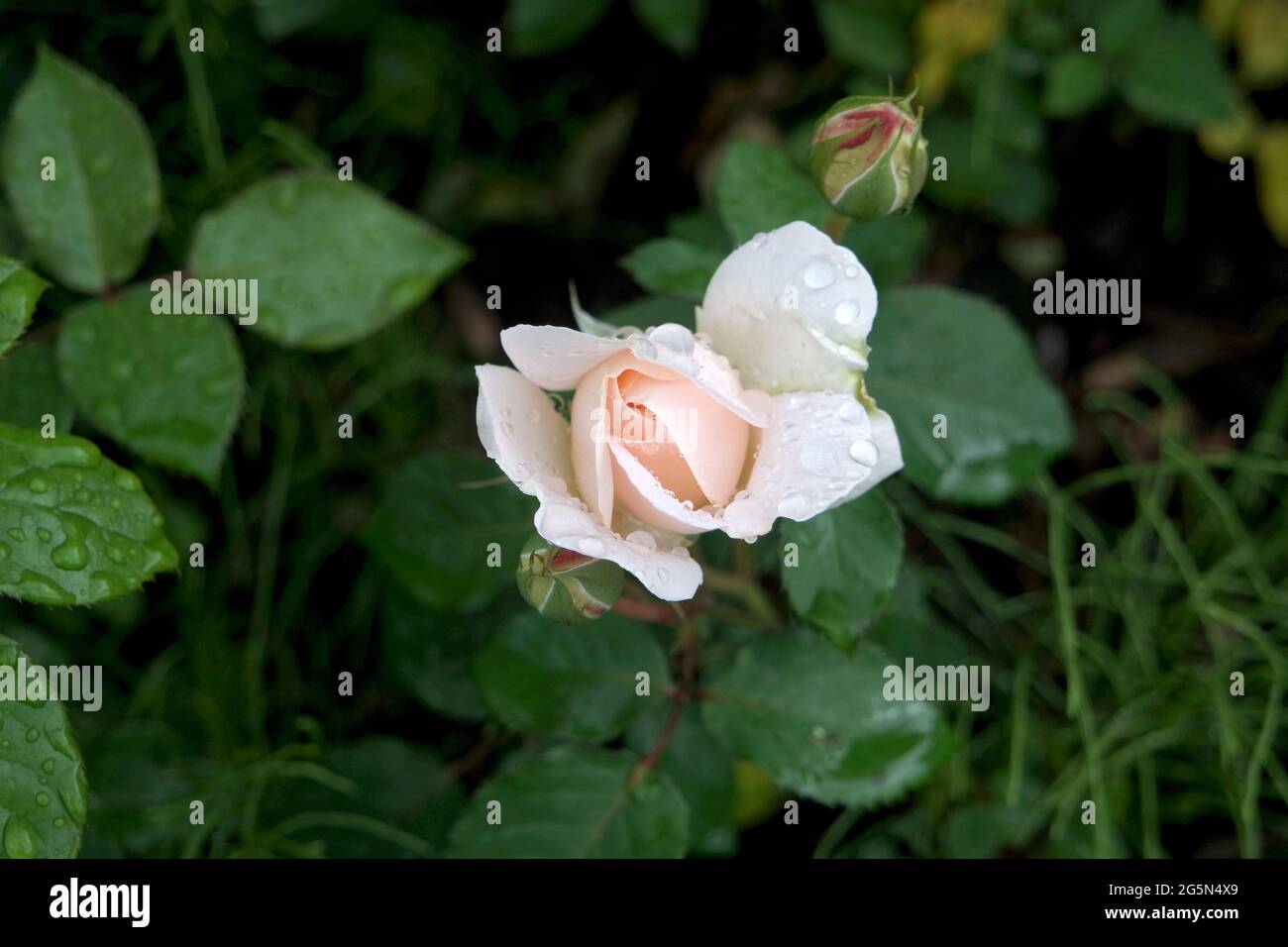 Blooming Penny Lane Rose Flower With Water Drops Stock Photo Alamy