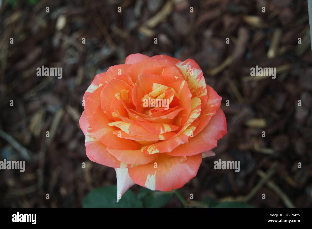 Orange Yellow Striped Rose Flower Stock Photo Alamy