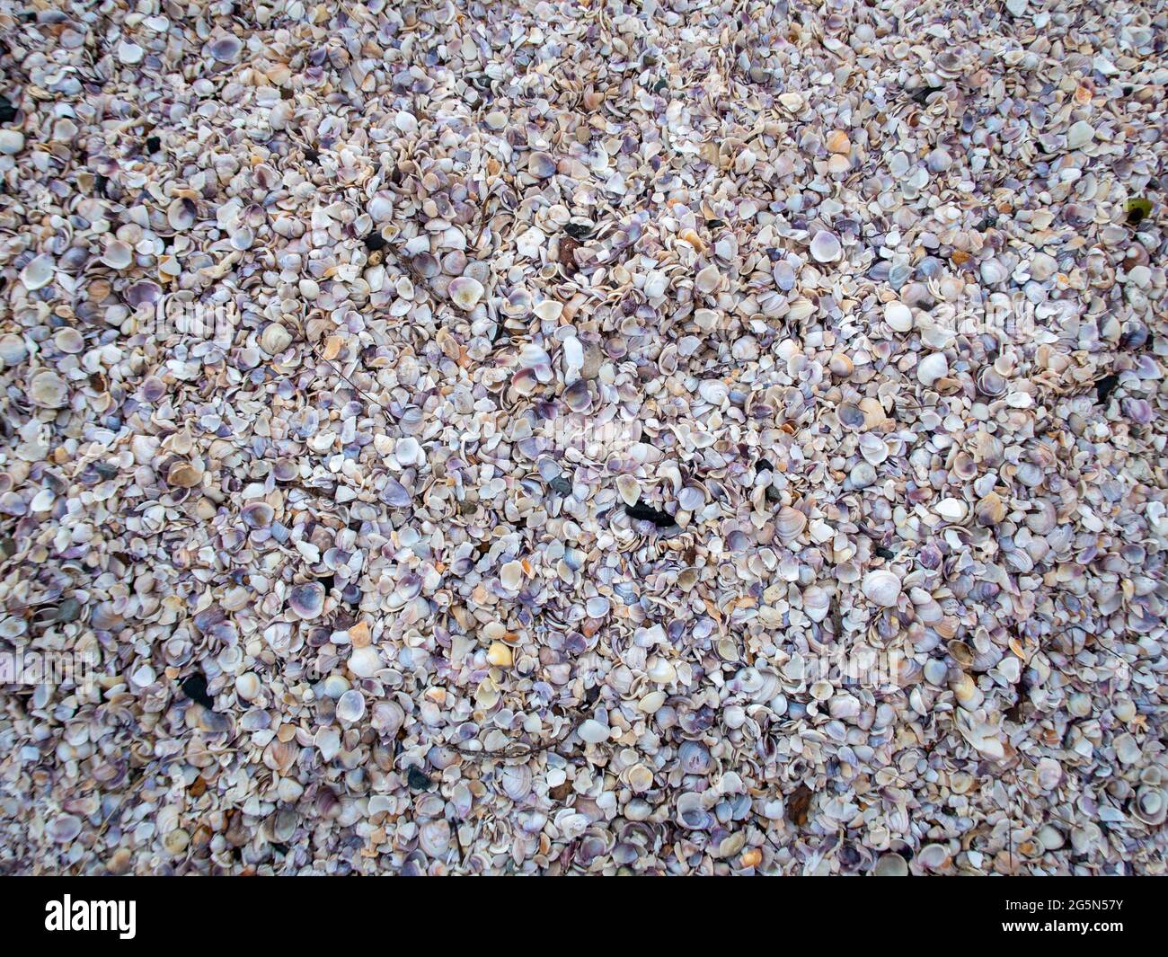 The beach at Shelly Bay in the Kaipara Harbour, Auckland, is made up of tiny shells washed up from the sea. New Zealand beach holiday destination. Stock Photo
