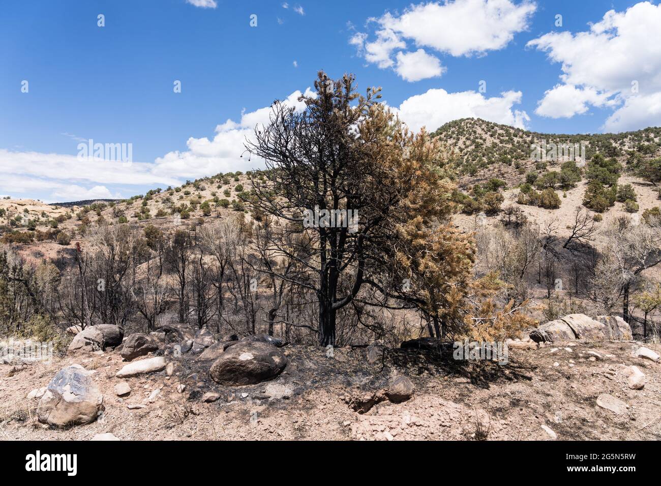 A partially burned pinyon pine tree, burned in the Pack Creek Fire in the Manti-La Sal National Forest near Moab, Utah. Stock Photo
