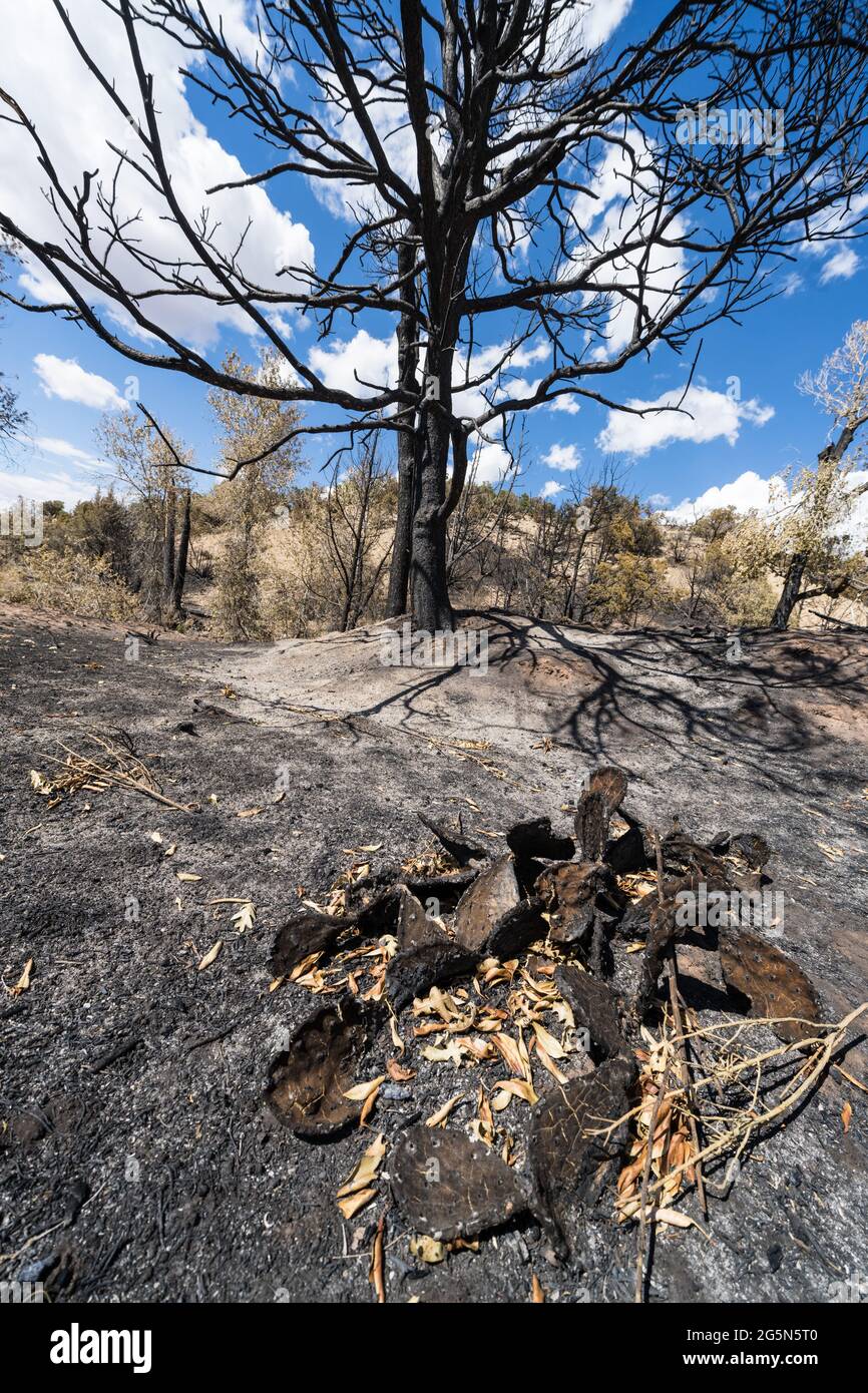 A prickly pear cactus and pinyon pine tree burned in the Pack Creek Fire in the Manti-La Sal National Forest in Utah. Stock Photo