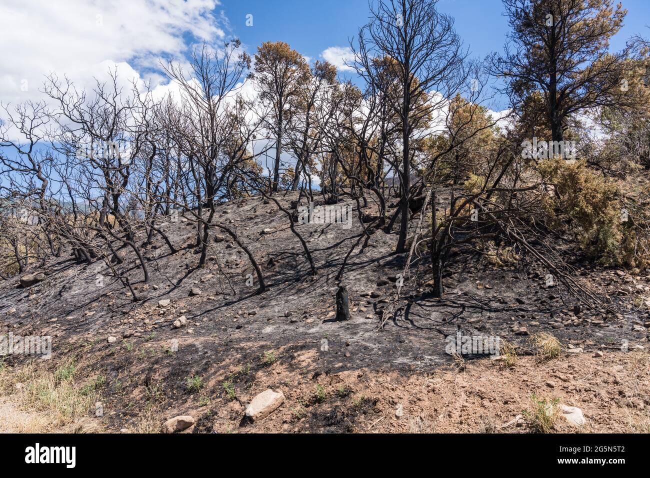 Trees burned in the Pack Creek Fire in the Manti-La Sal National Forest ...