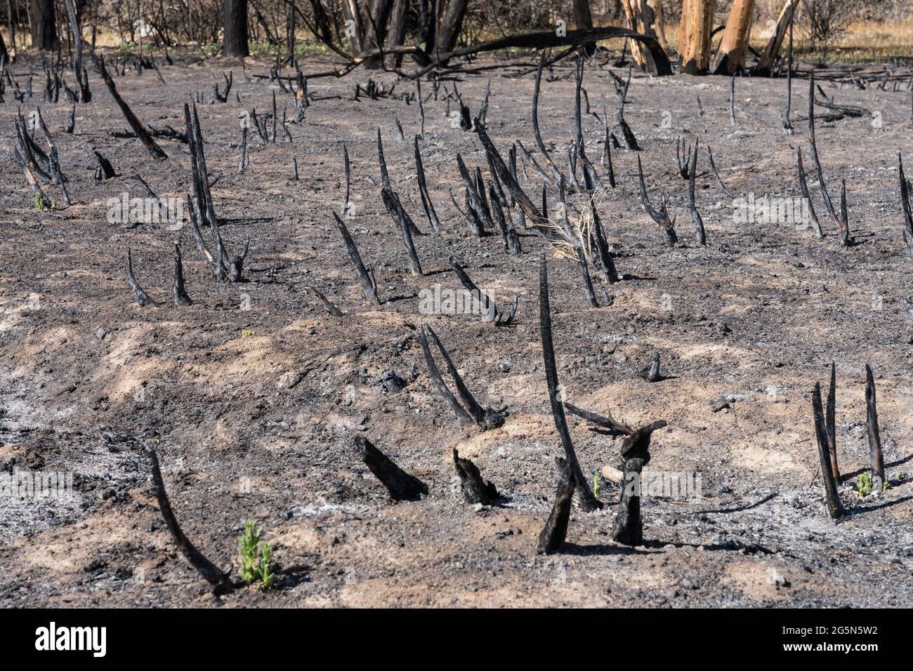 Fire damage from the Pack Creek Fire, a humancaused wildland fire that