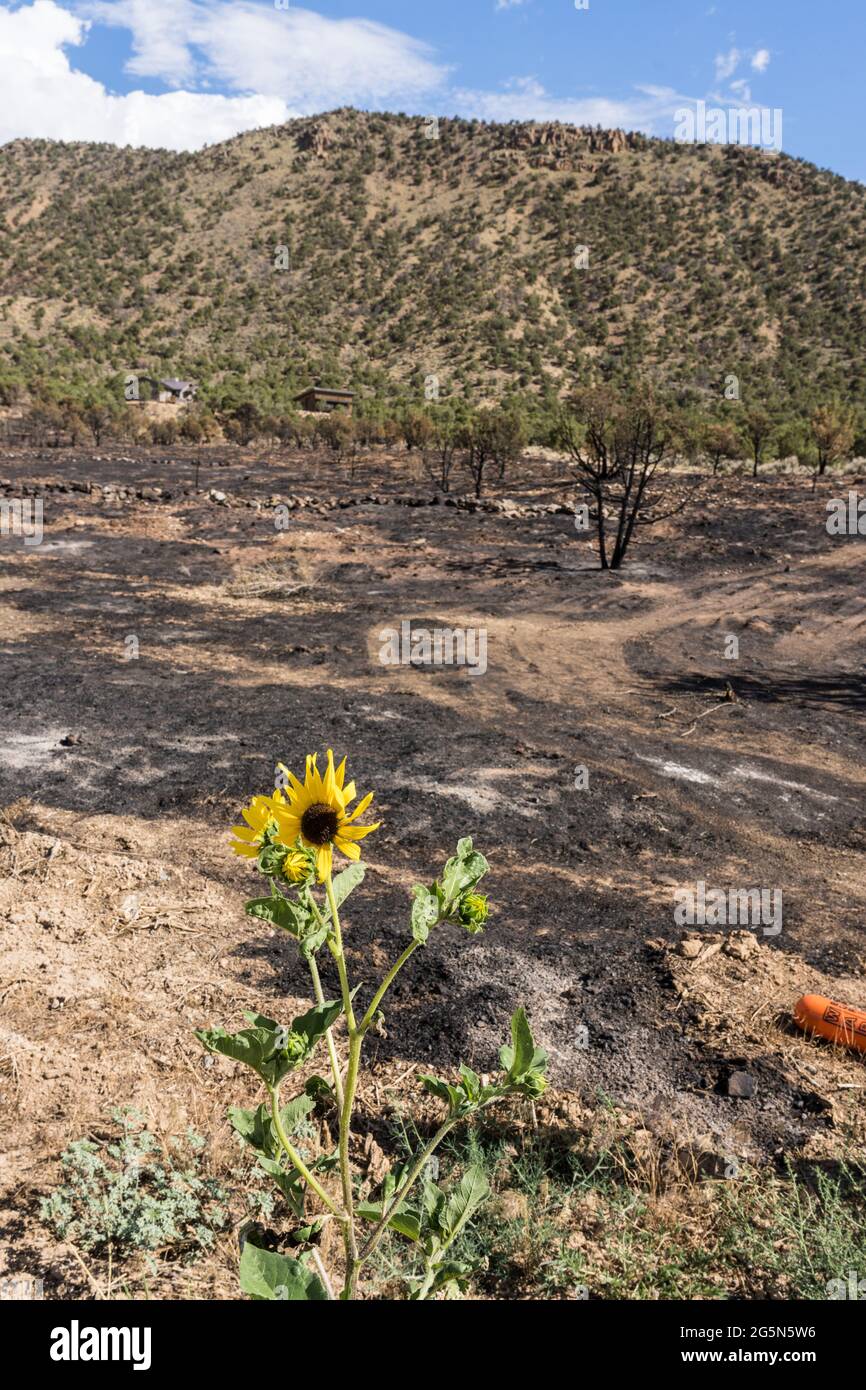 A sunflower that narrowly escaped being burned in the Pack Creek Fire that burned 9,000 acres near Moab, Utah. Stock Photo