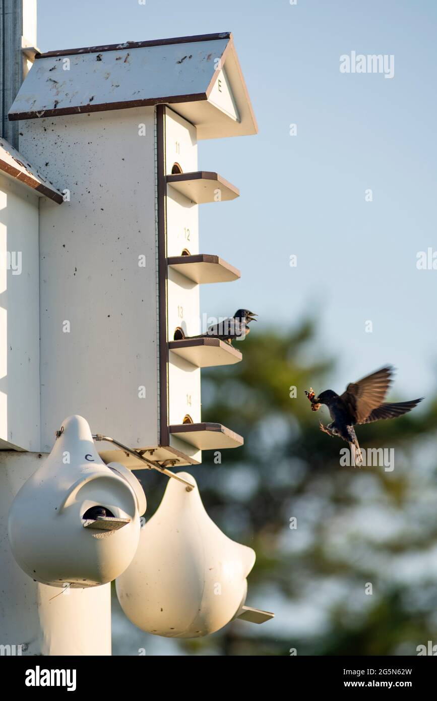 Birthing and feeding go on all day long in a communal bird house Stock Photo