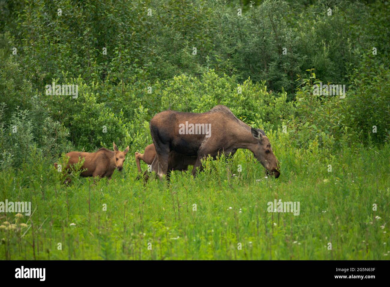 Moose Calves follow Mom grazing to find the sweet grass Stock Photo