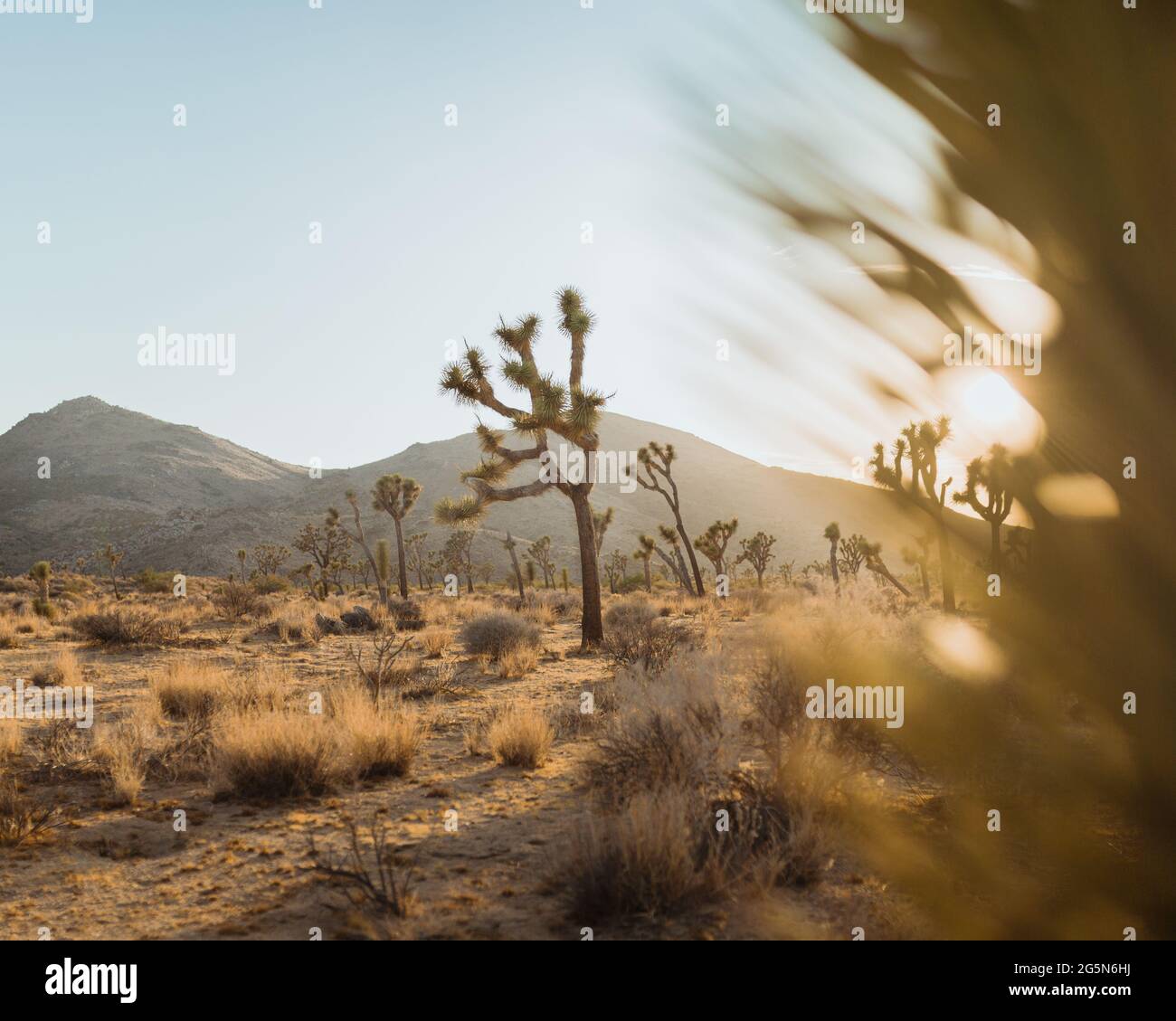 Golden Hour in Joshua Tree Stock Photo Alamy
