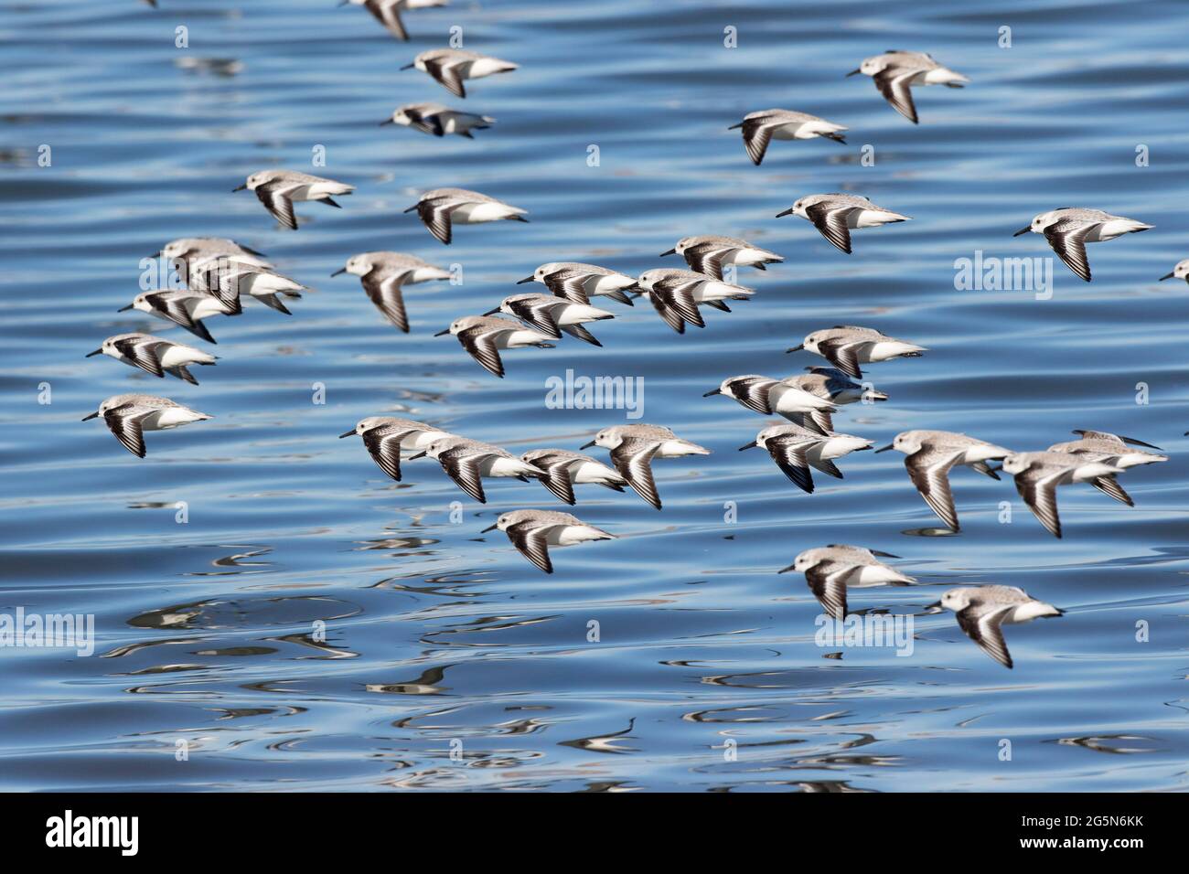 A flock of Sanderlings, Calidris alba, fly low above the shallow water of the Morro Bay, California estuary, an important wintering area. Stock Photo