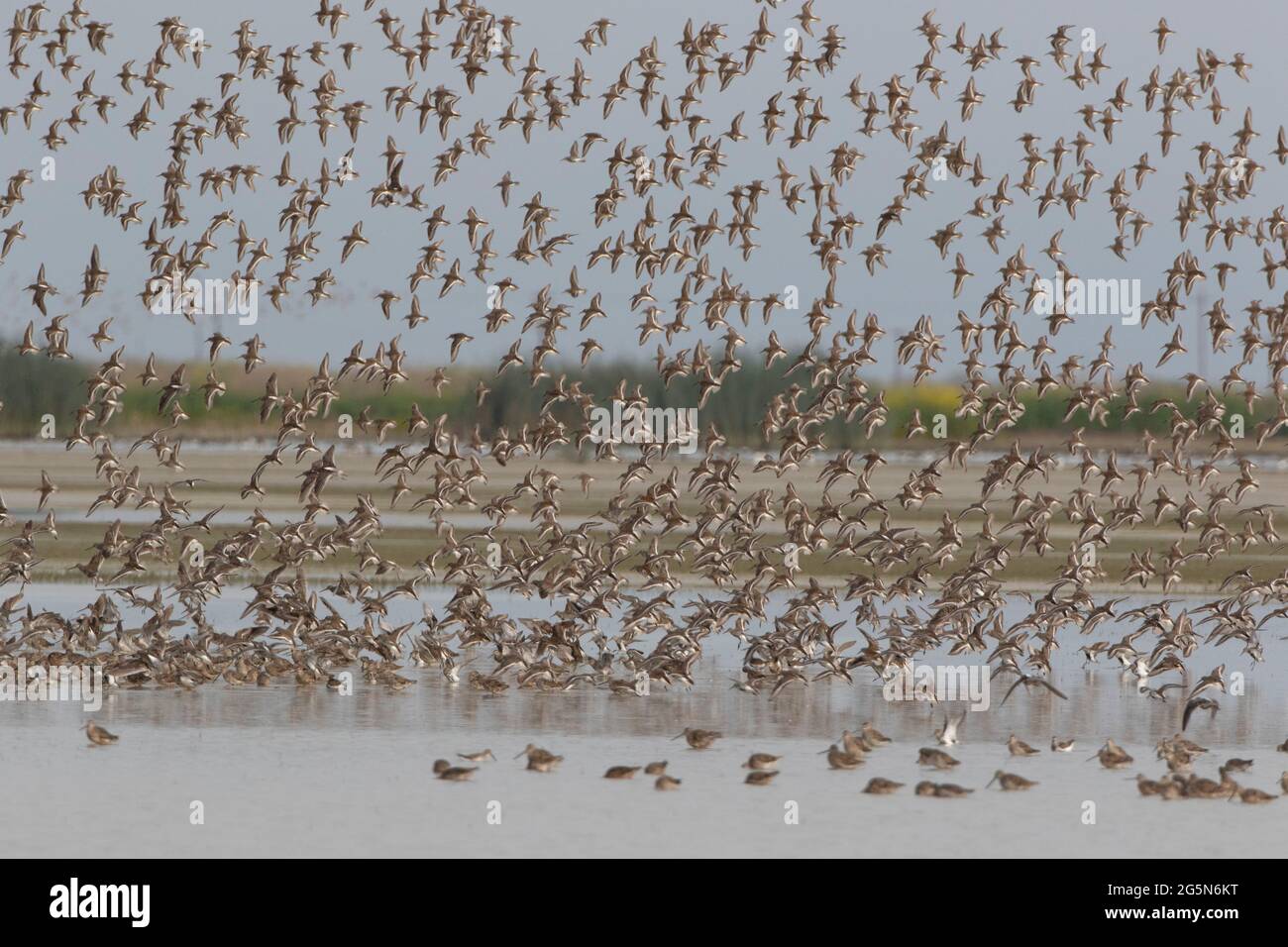A large flock of Dunlins, Calidris alpina, in-flight over a shallow wetland during Spring migration at the Grasslands Ecological Area, Merced Co, CA. Stock Photo