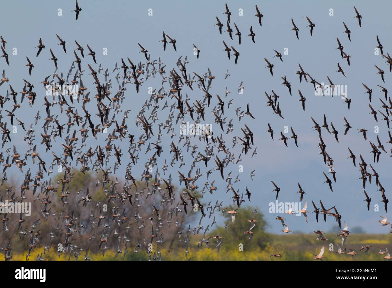 A mixture of Shorebird species in-flight over migrational habitat on the Merced NWR in California's San Joaquin Valley. Stock Photo