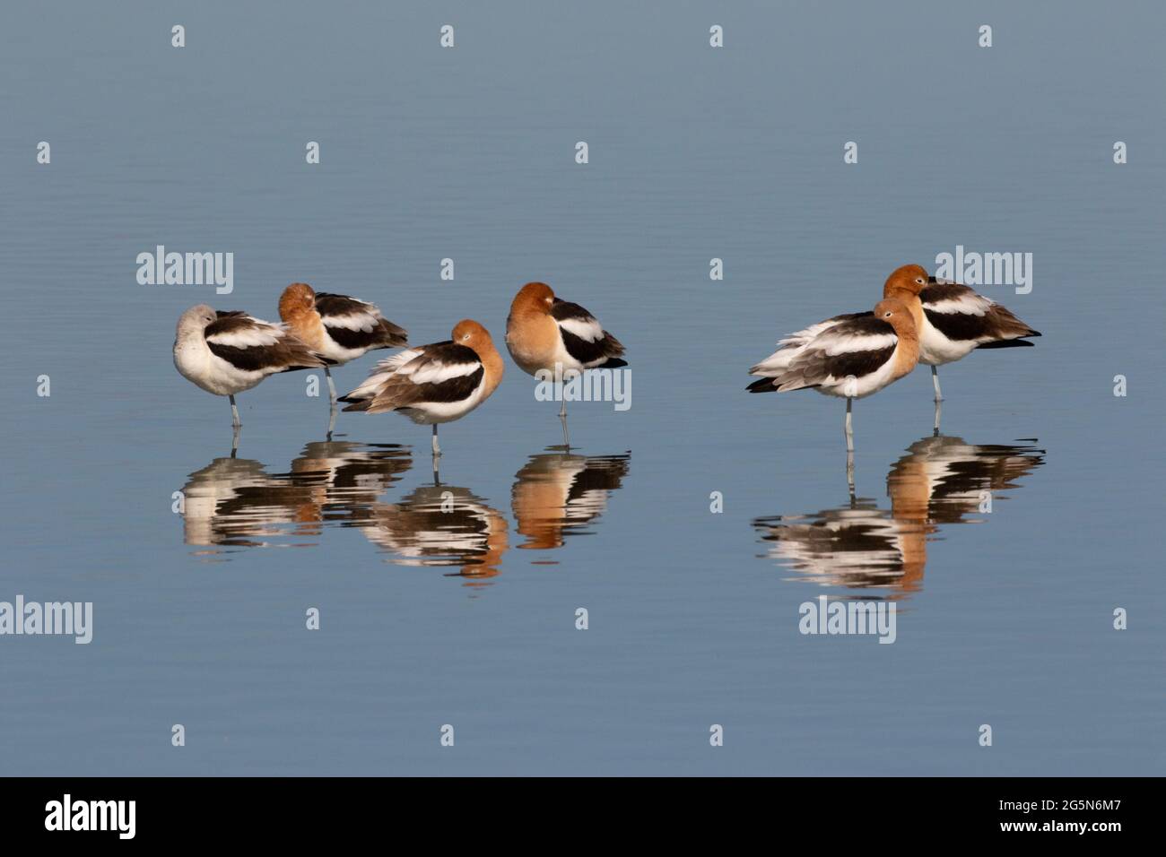 A flock of American Avocets, Recurvirostra americana, resting during Spring migration at California's Merced National Wildlife Refuge. Stock Photo