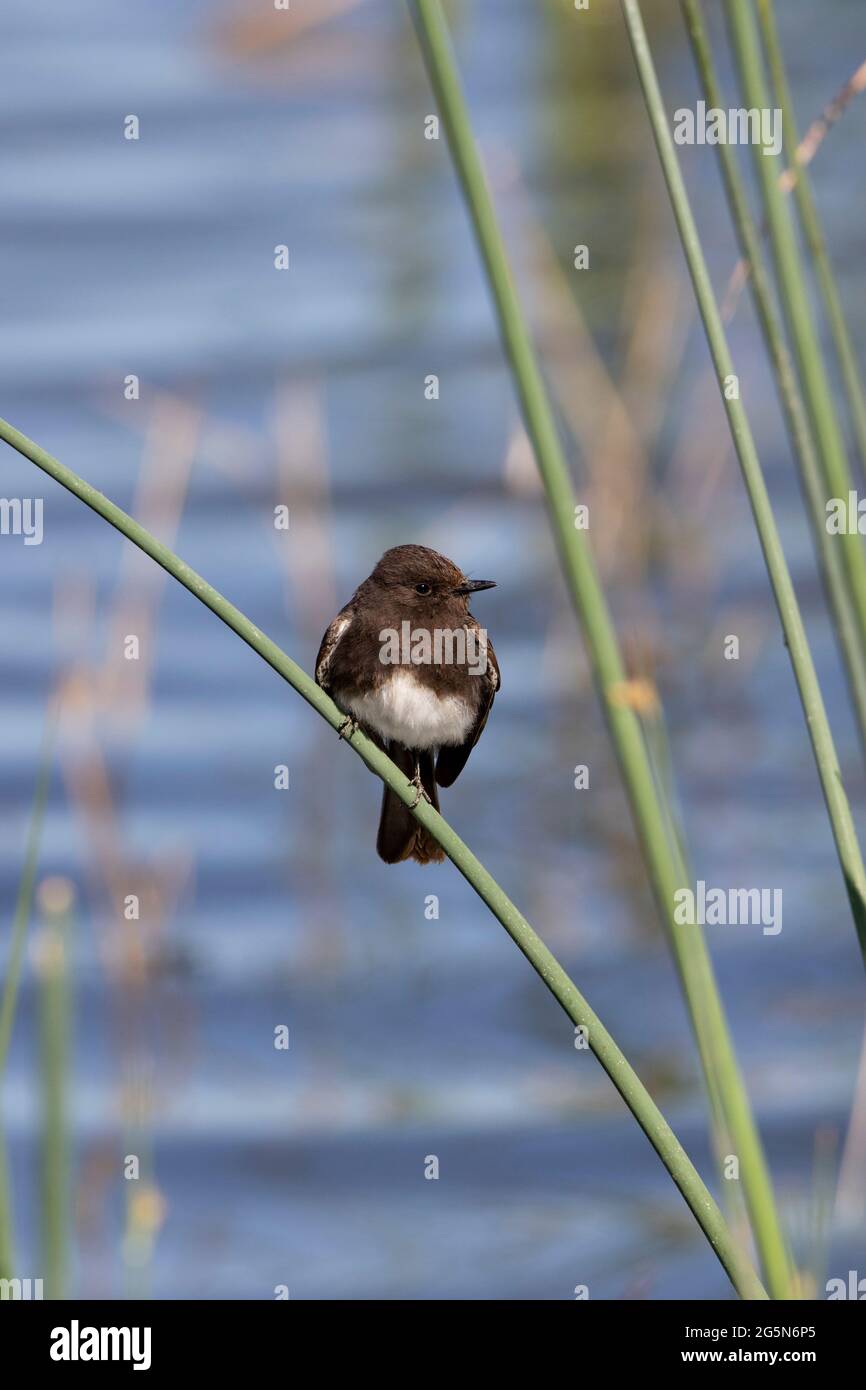An adult Black Phoebe, Sayornis nigricans, perches on a hardstem bulrush, awaiting insect prey, at California's Merced National Wildlife Refuge. Stock Photo