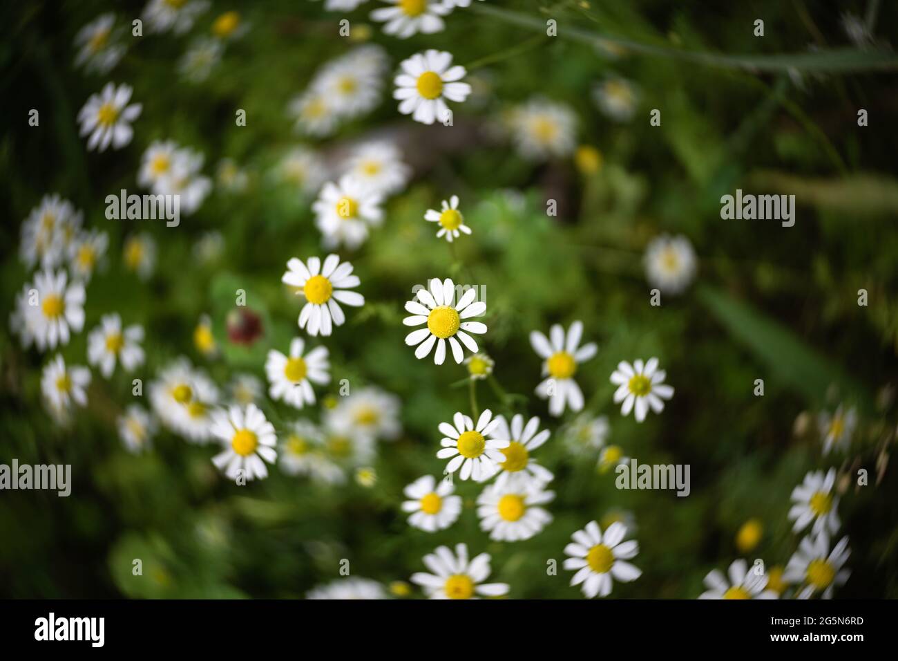 Blooming Anthemis cotula (stinking chamomile). Swirling bokeh. Stock Photo