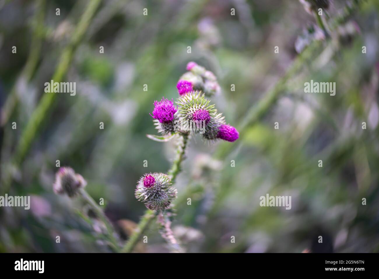 Flower of Arctium lappa. Close-up. Stock Photo