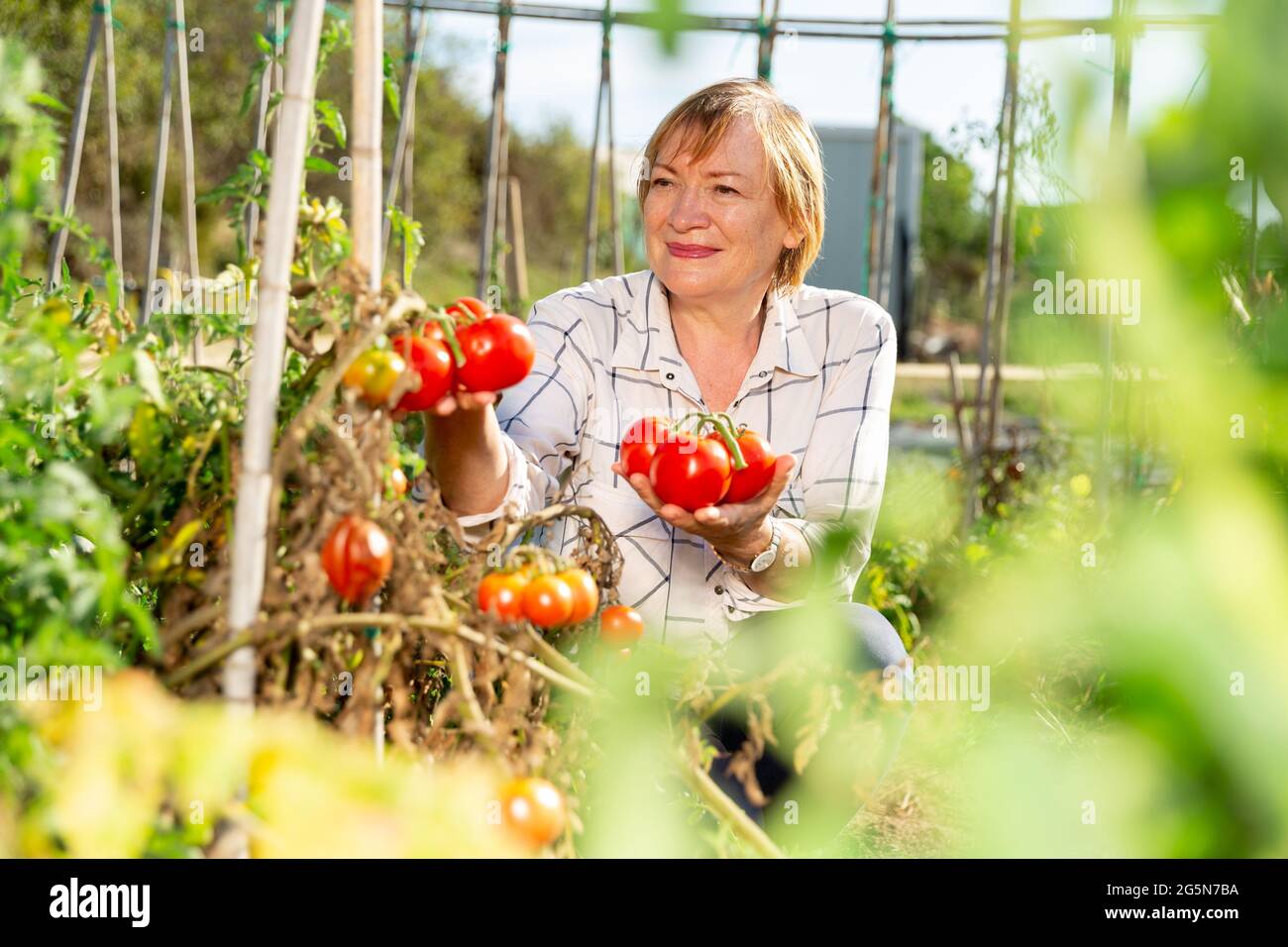 Happy mature woman with harvest of tomatoes in the garden Stock Photo ...