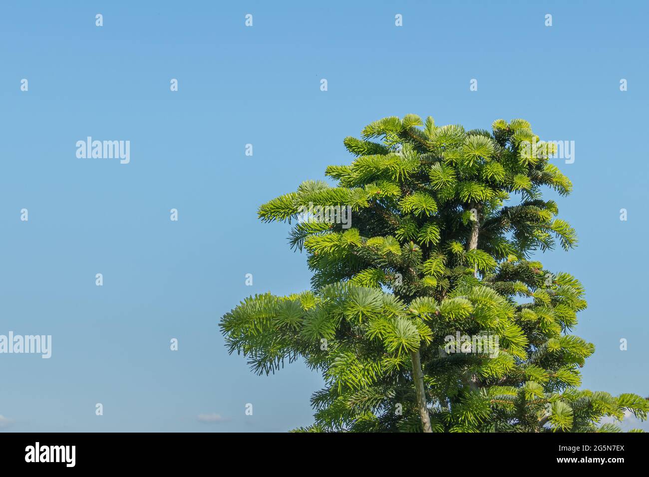 top of fir tree over clear blue sky in spring outdoors Stock Photo