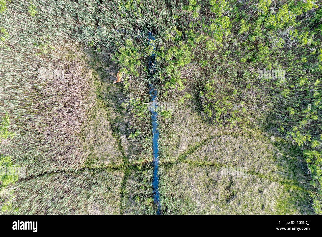 Aerial view of a landscape with animal trails and a deer Stock Photo