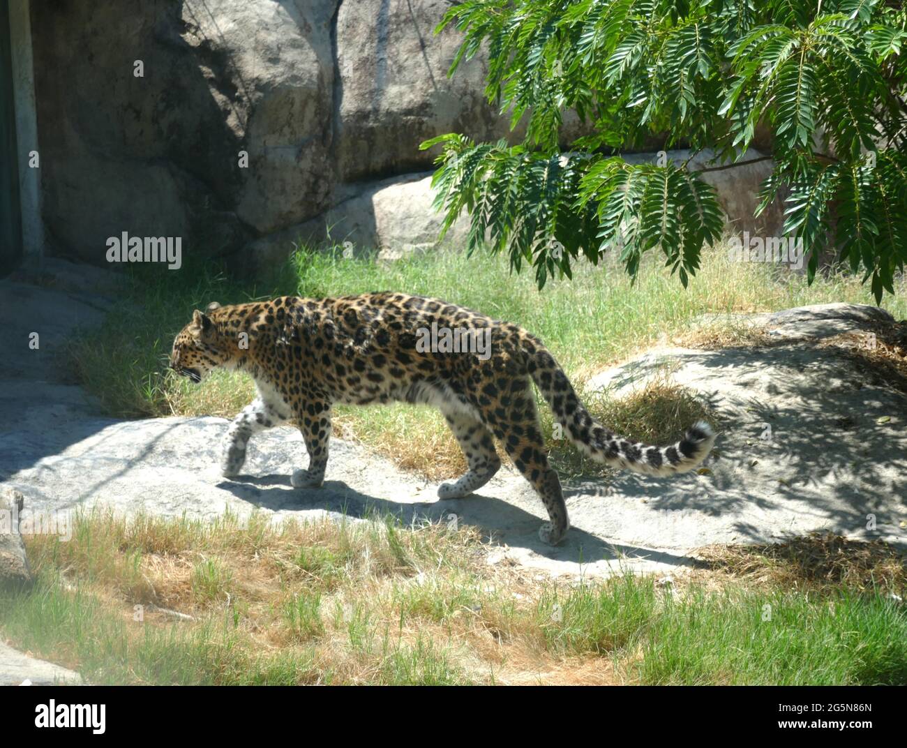 Jaguar  The Living Desert