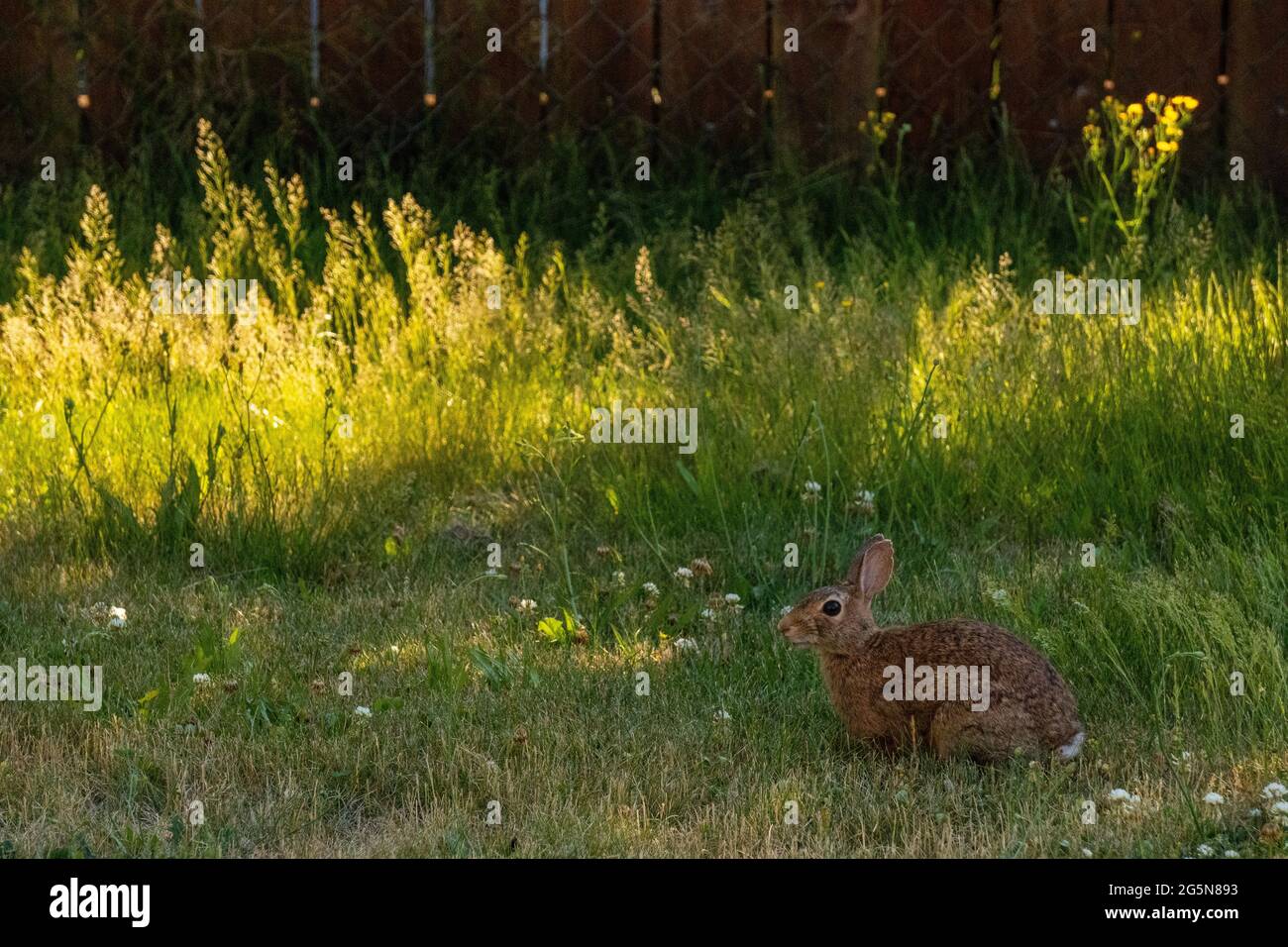 Bunny rabbit in the backyard grass Stock Photo Alamy
