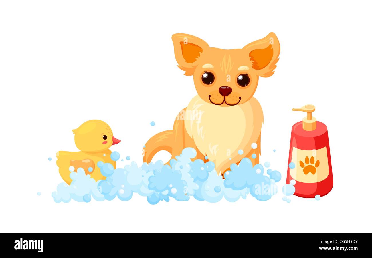 Dog grooming in a bath with shampoo and duck. Chihuahua in soap foam  isolated in white background. Vector illustration in cute cartoon style  Stock Vector Image & Art - Alamy