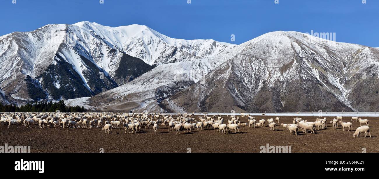 Farming - panoramic photo of Sheep grazing on root crop at Castle Hill, Winter, New Zealand Stock Photo