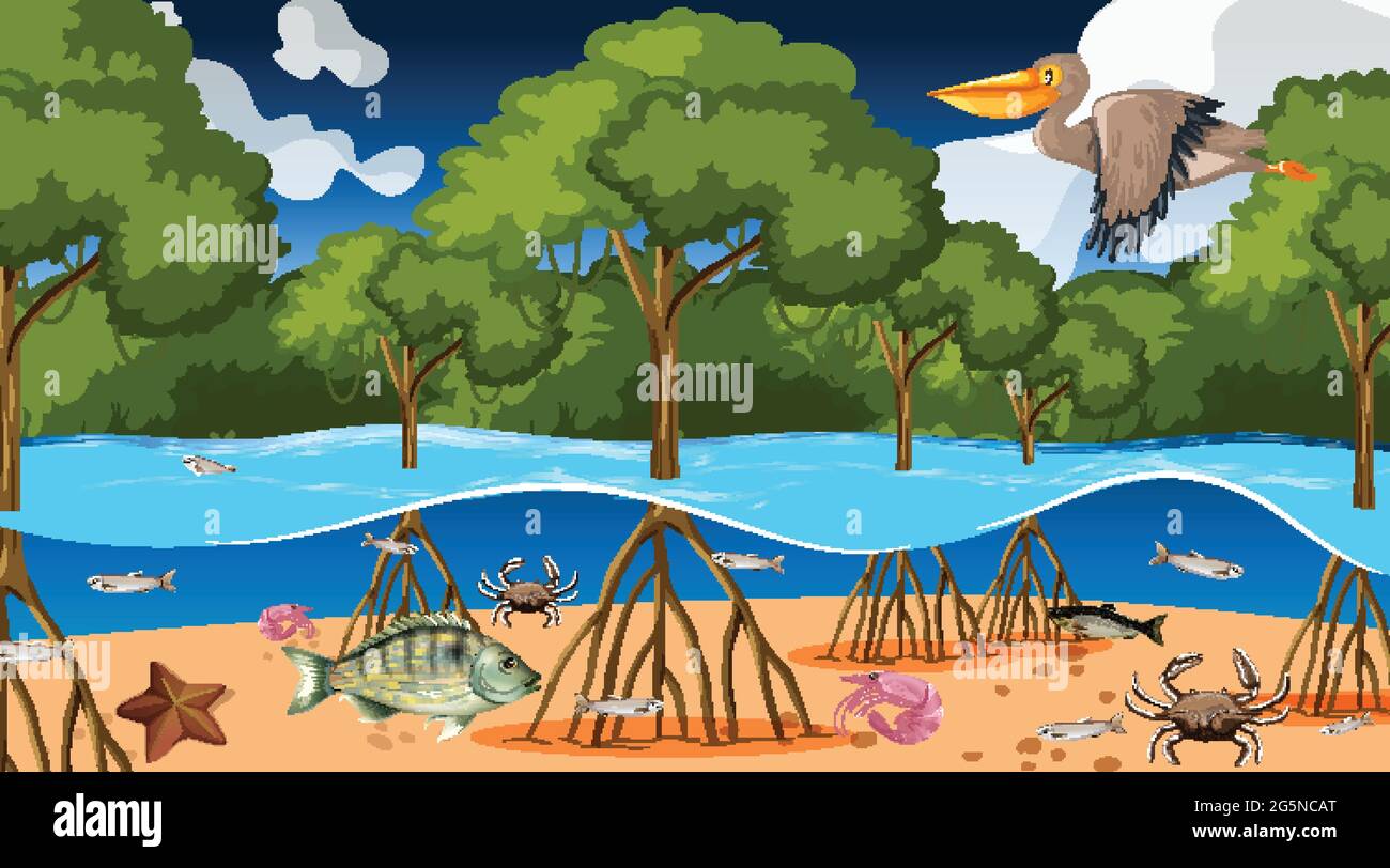 Animals live in mangrove forest at night scene illustration Stock Vector Image & Art - Alamy Animals live in mangrove forest at night scene illustration Stock Vector Image & Art - Alamy