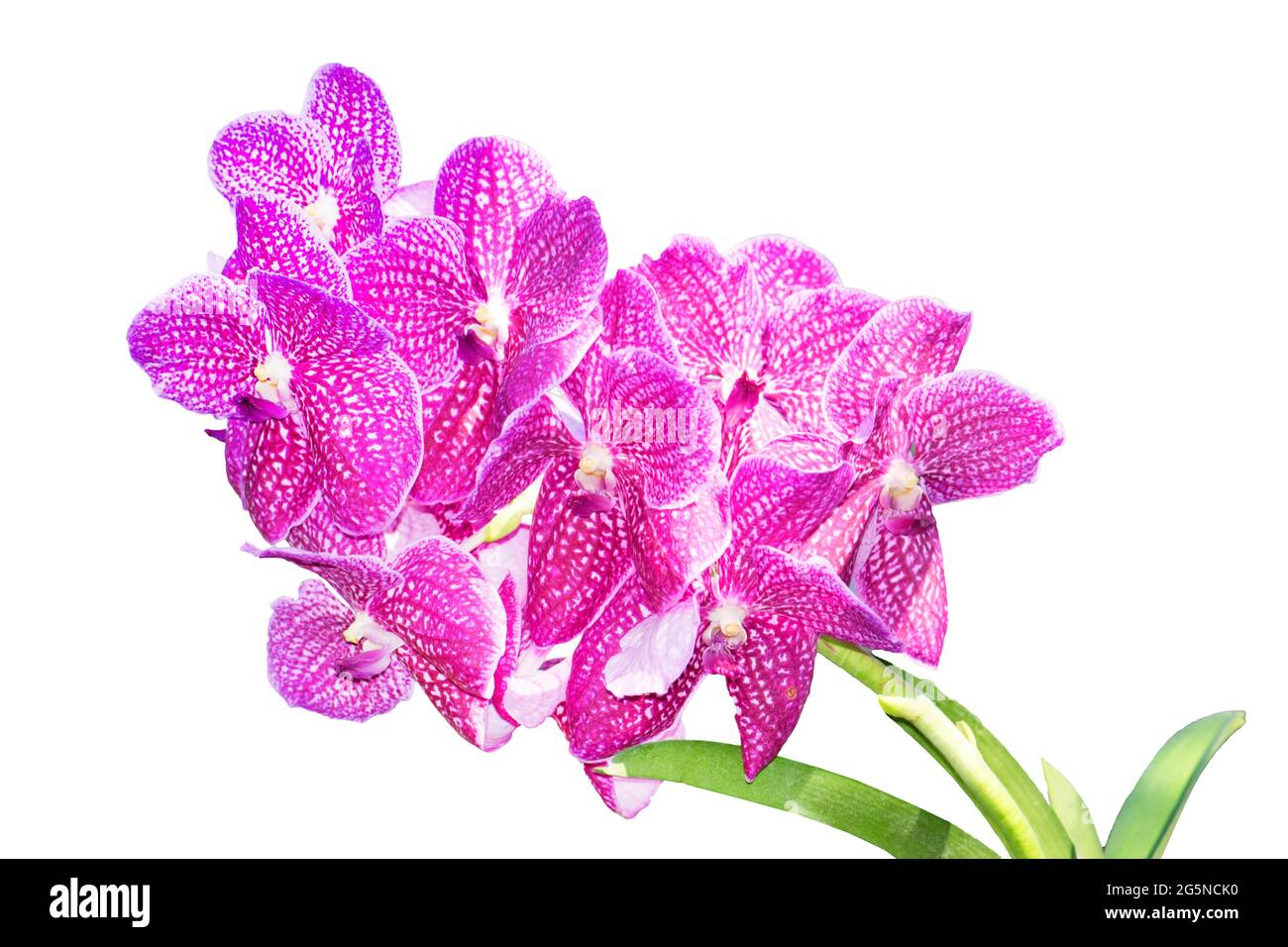 Pink orchid branch isolated on white background Stock Photo - Alamy
