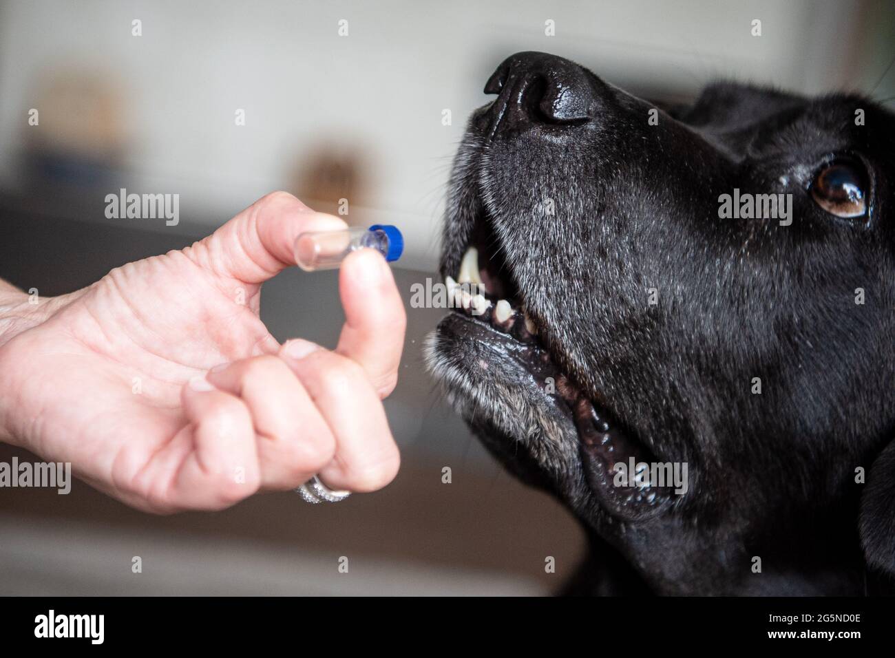 How Much Do Bed Bug Sniffing Dogs Make