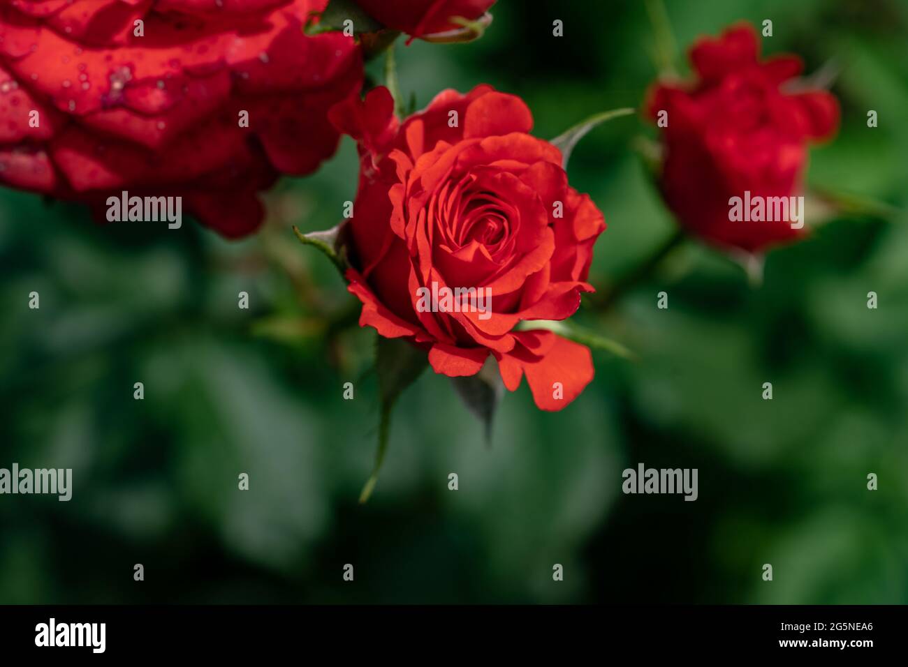 Macro shot of red rose in a garden, copy space Stock Photo - Alamy