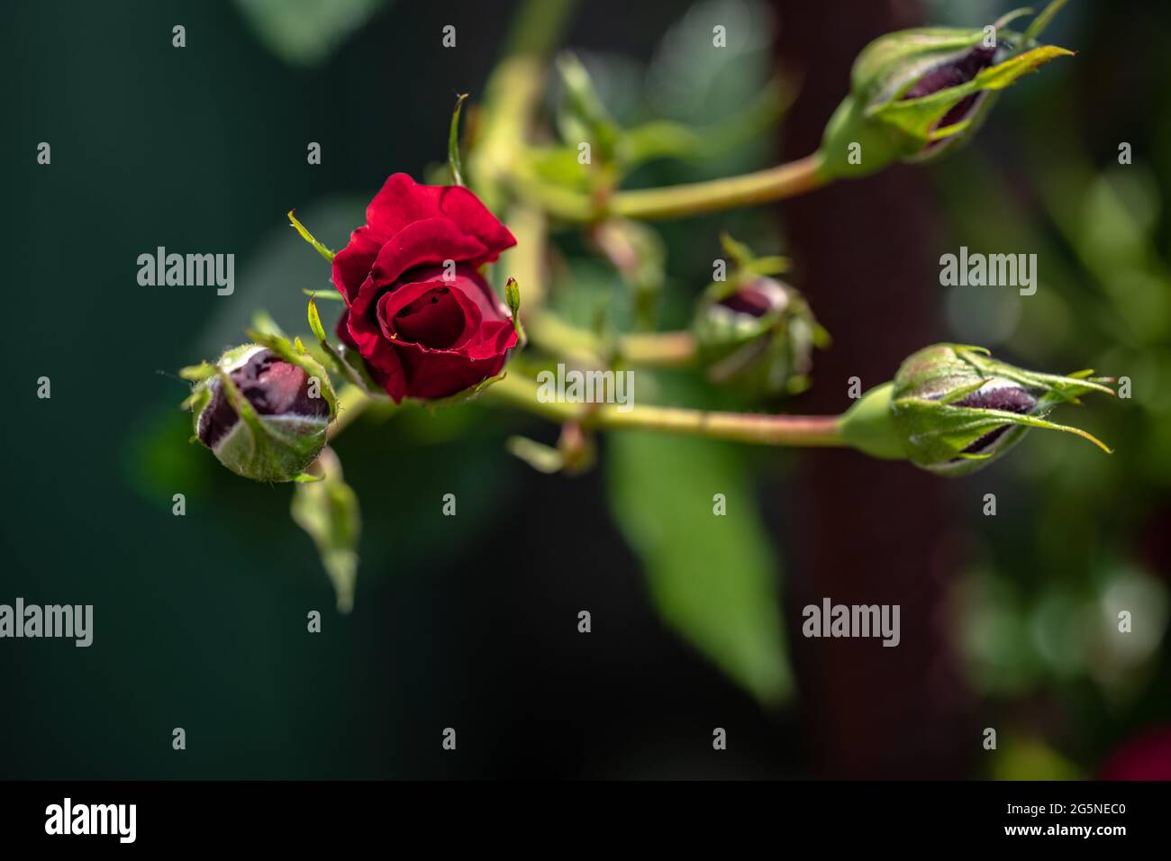 Macro shot of red rose in a garden, copy space Stock Photo - Alamy
