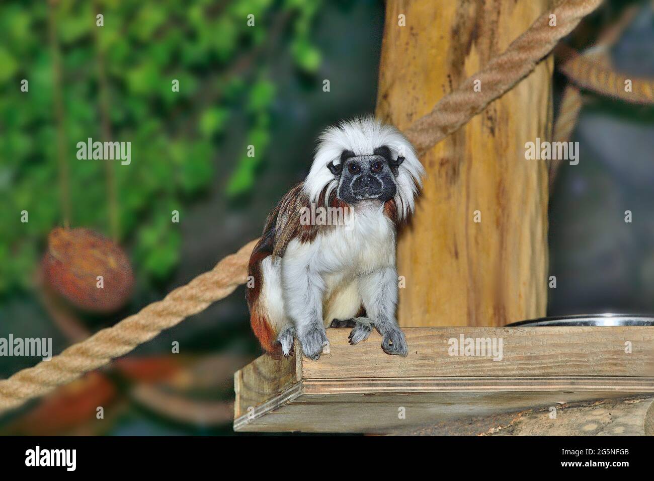 Cotton-top or cotton-headed Tamarin (Saguinus oedipus) is one of the rarest primates. Little funny furry monkey is one of the rarest primates,  lives Stock Photo