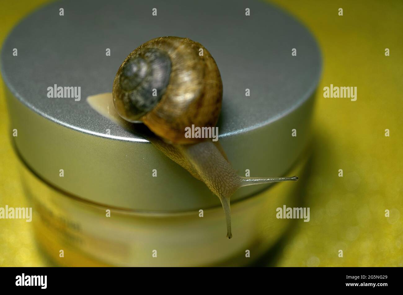Snail crawling on a jar of face cream in the background of chamomile on a pink background. Face cream with extract of chamomile and snail mucus for re Stock Photo