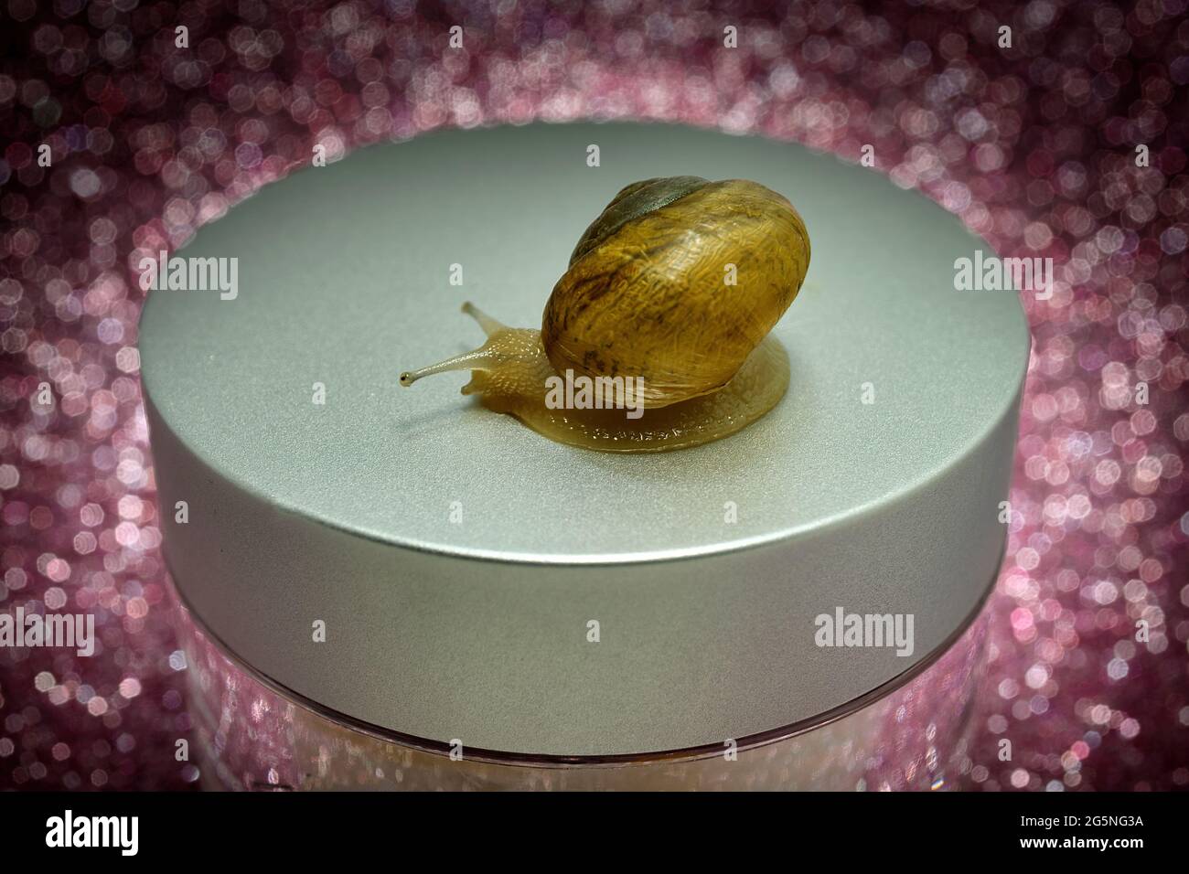 Snail crawling on a jar of face cream in the background of chamomile on a pink background. Face cream with extract of chamomile and snail mucus for re Stock Photo