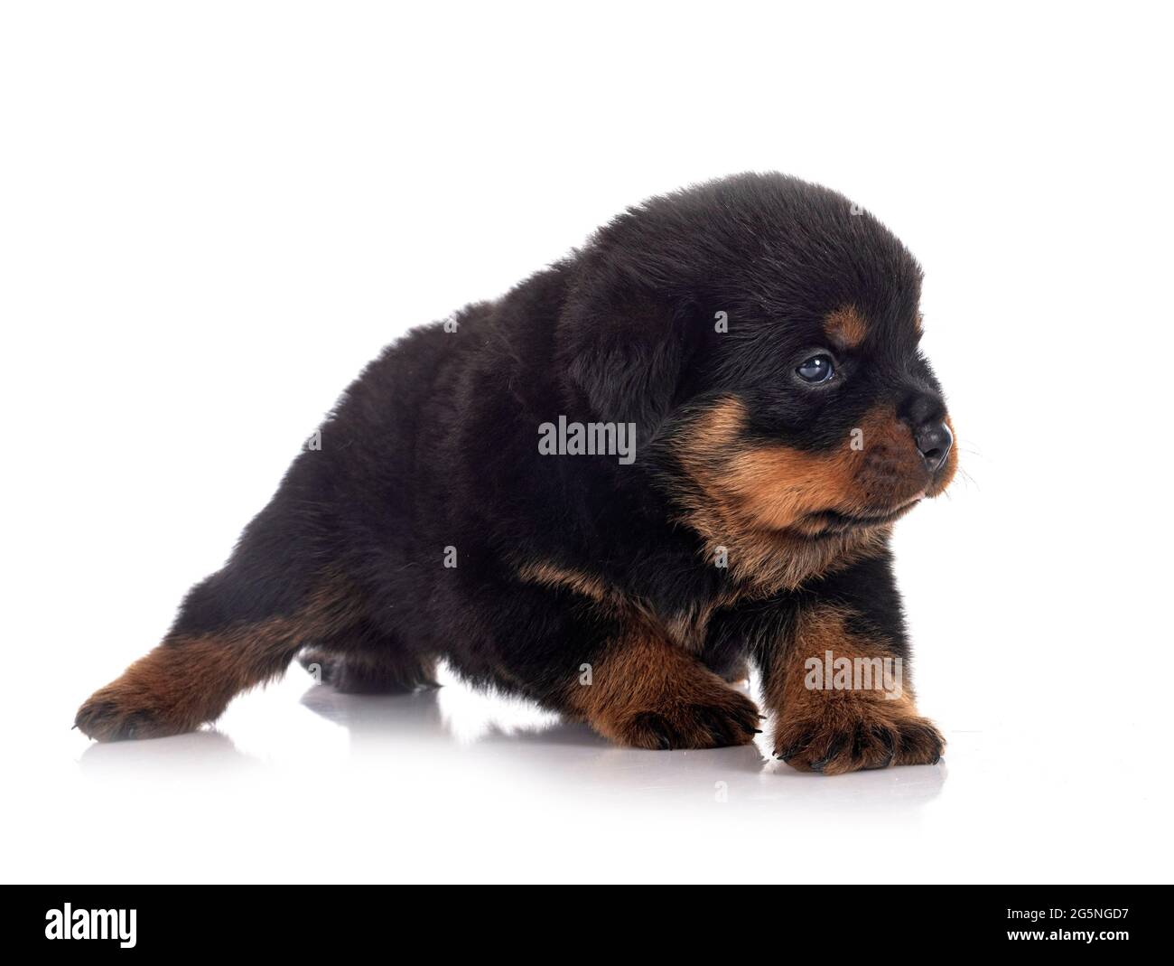 puppy rottweiler in front of white background Stock Photo - Alamy