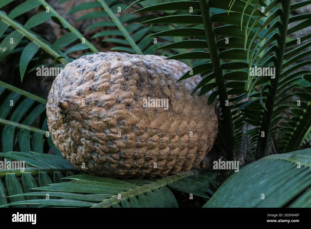The fruit of Ceratozamia mexicana , a species of plant in the family Zamiaceae. It is found in southeastern Costa Rica, Panama and Mexico Stock Photo
