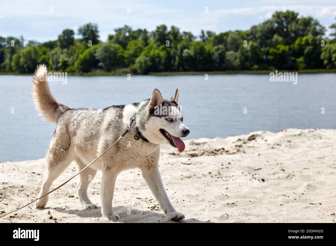 Siberian Husky on a beach. Husky dog on nature walk Stock Photo