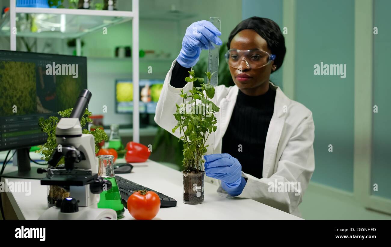 Sapling In Lab African researcher measure sapling for botany experiment working in ...