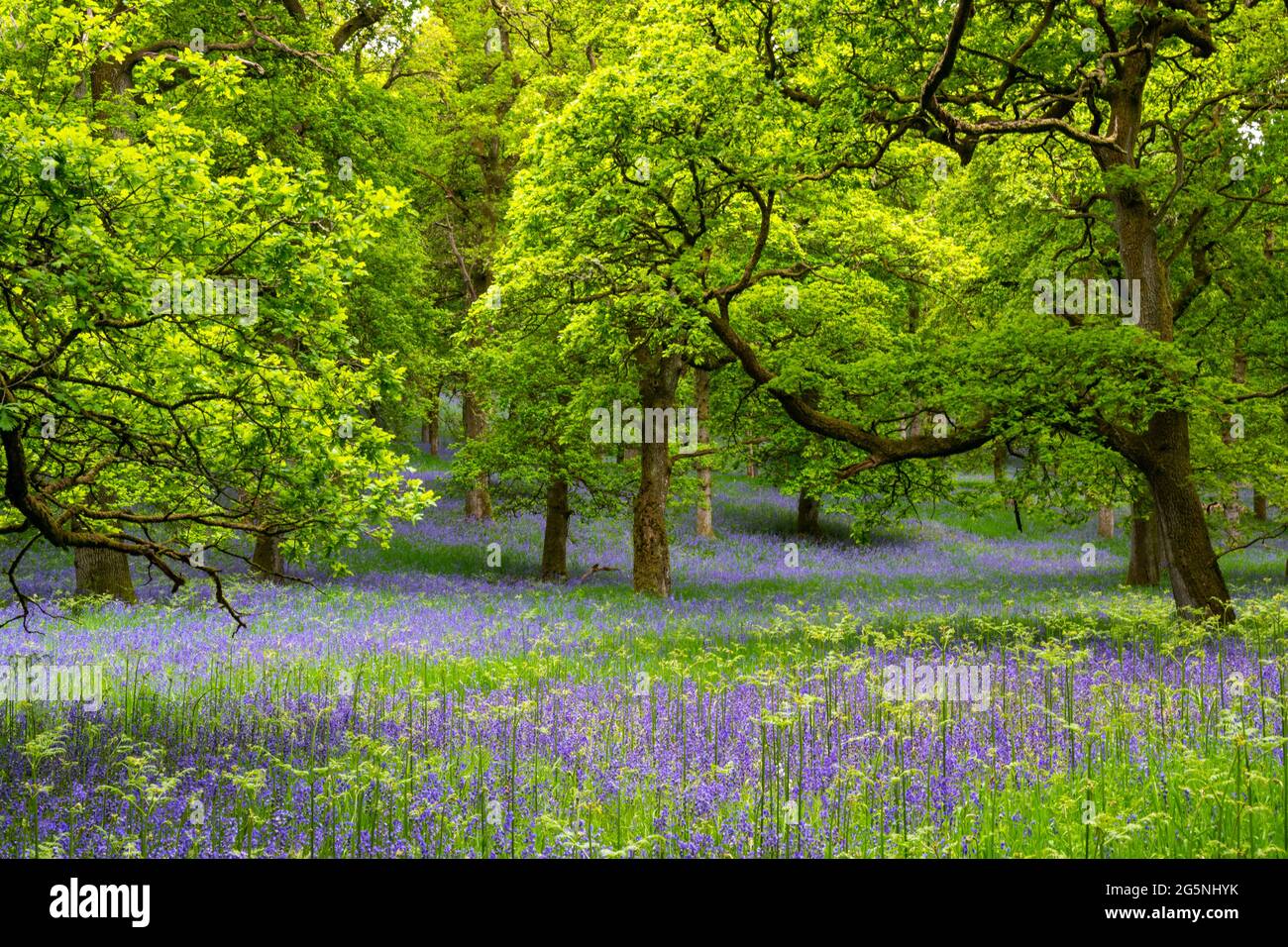 Kinclaven Bluebell Woods, Perthshire, Scotland, UK Stock Photo
