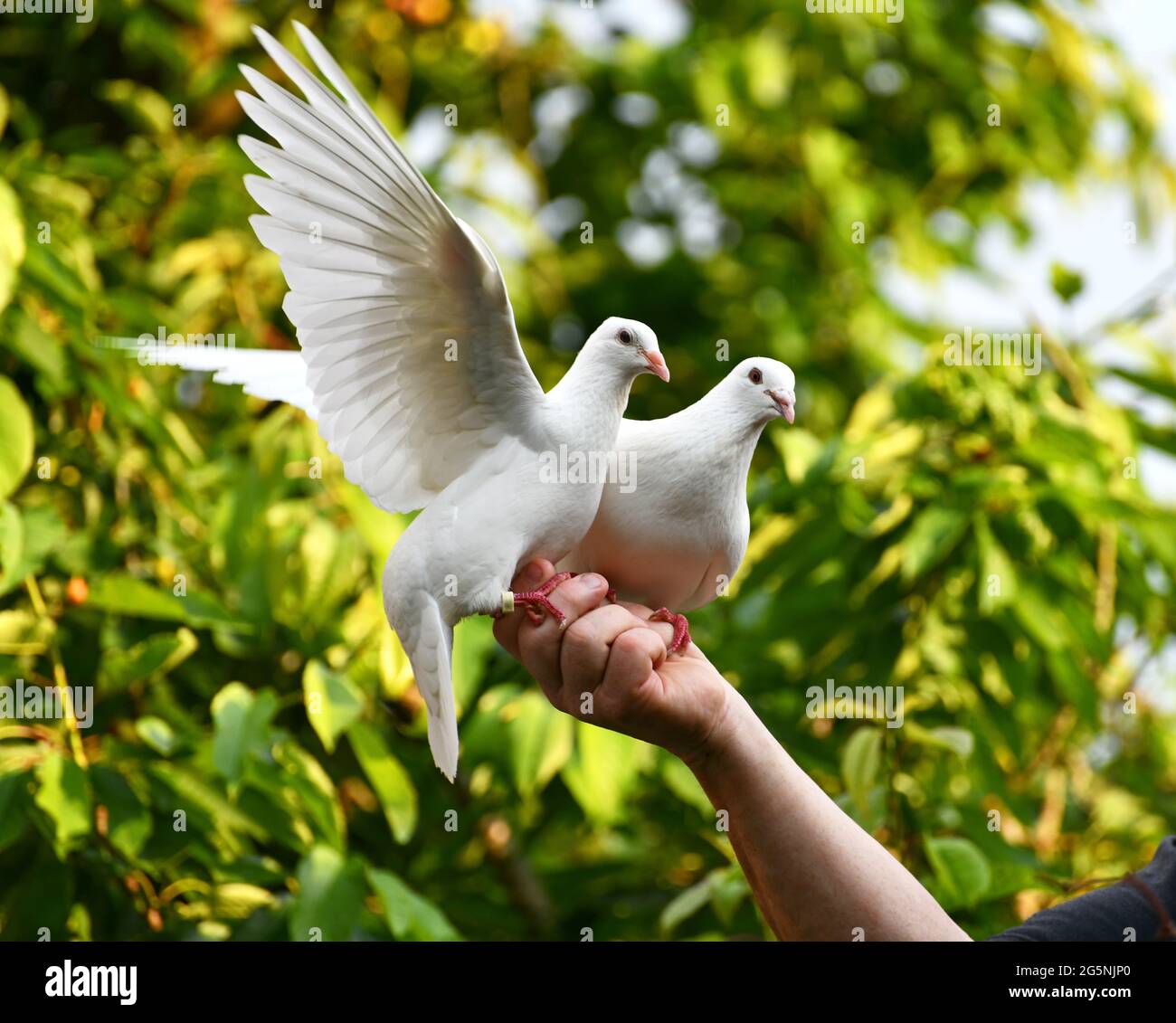 feeding white pigeon on hand Stock Photo Alamy