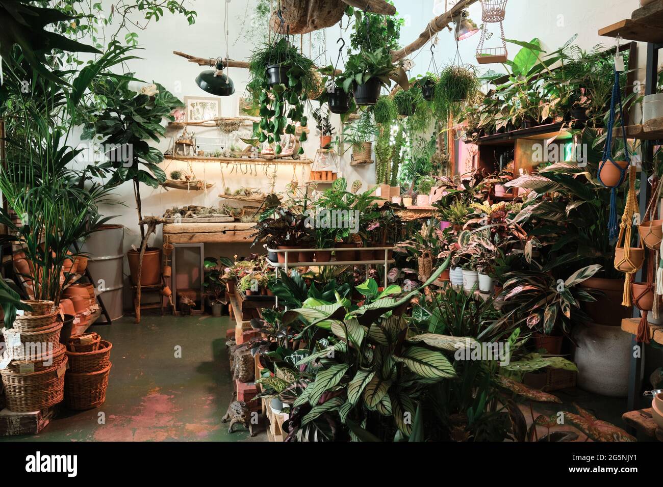 Different kinds of plants hi-res stock photography and images - Alamy