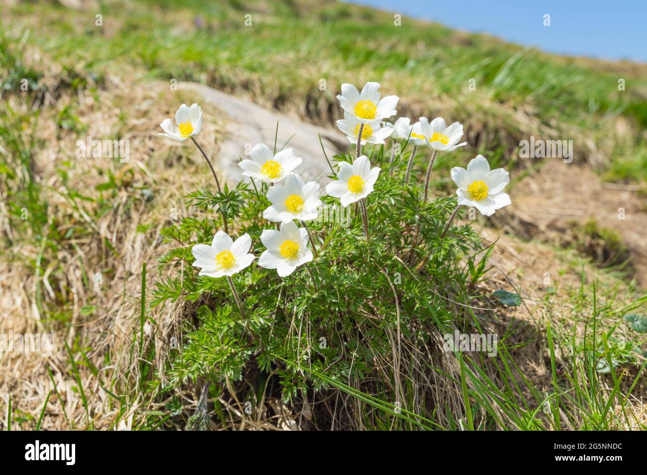 Dream-the beautiful grass Pulsatilla patens (White) delicate fragile flowers blooms in the spring in the mountains. Stock Photo