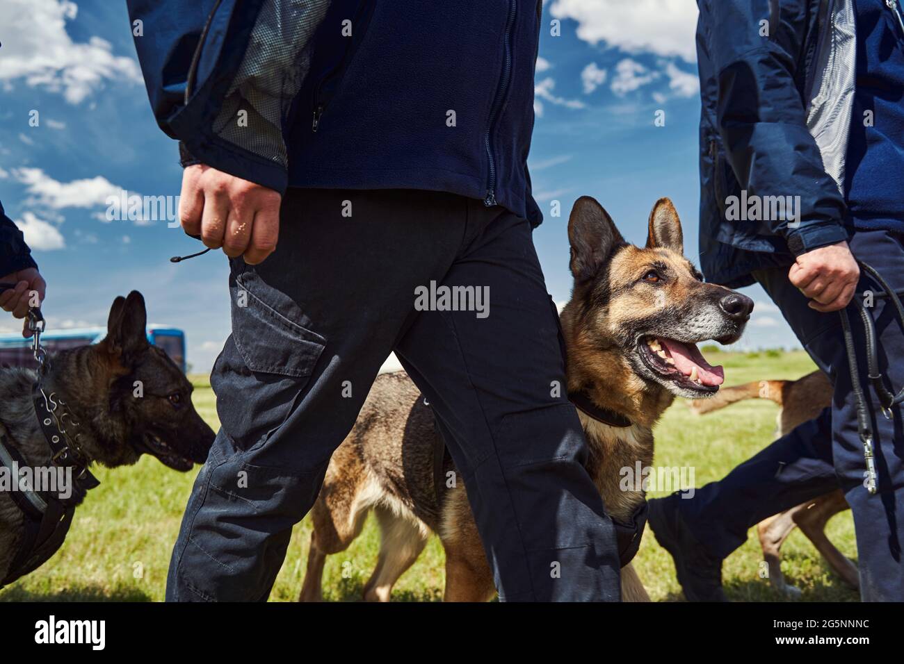 Security workers with detection dogs walking down airfield Stock Photo