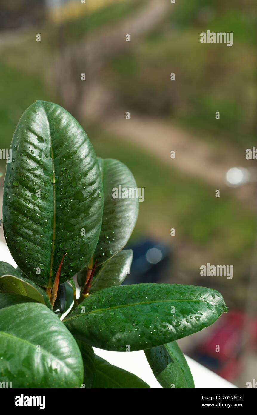 Ficus leaves hi-res stock photography and images - Alamy