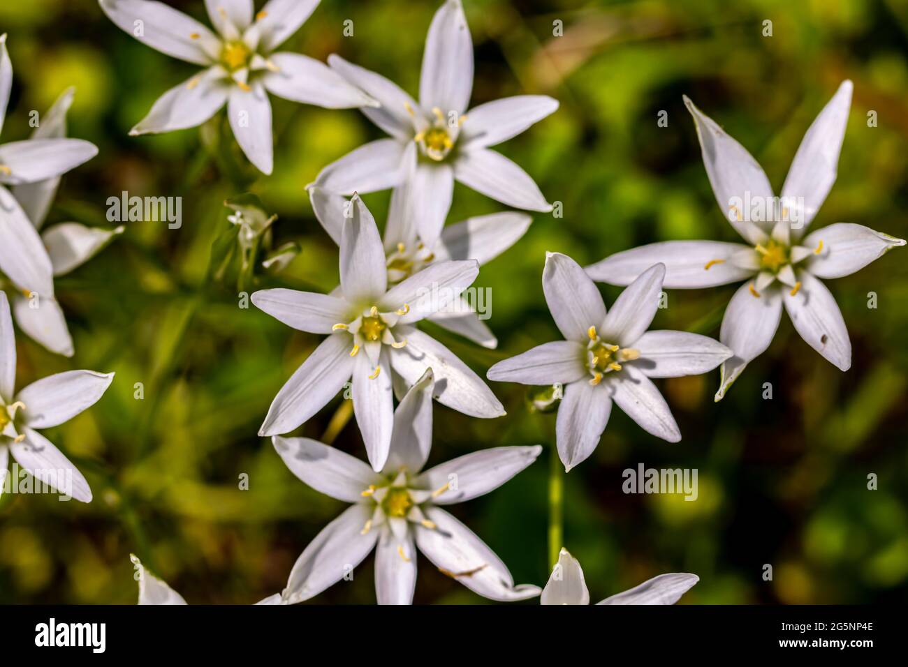 Ornithogalum flower growing in the garden Stock Photo