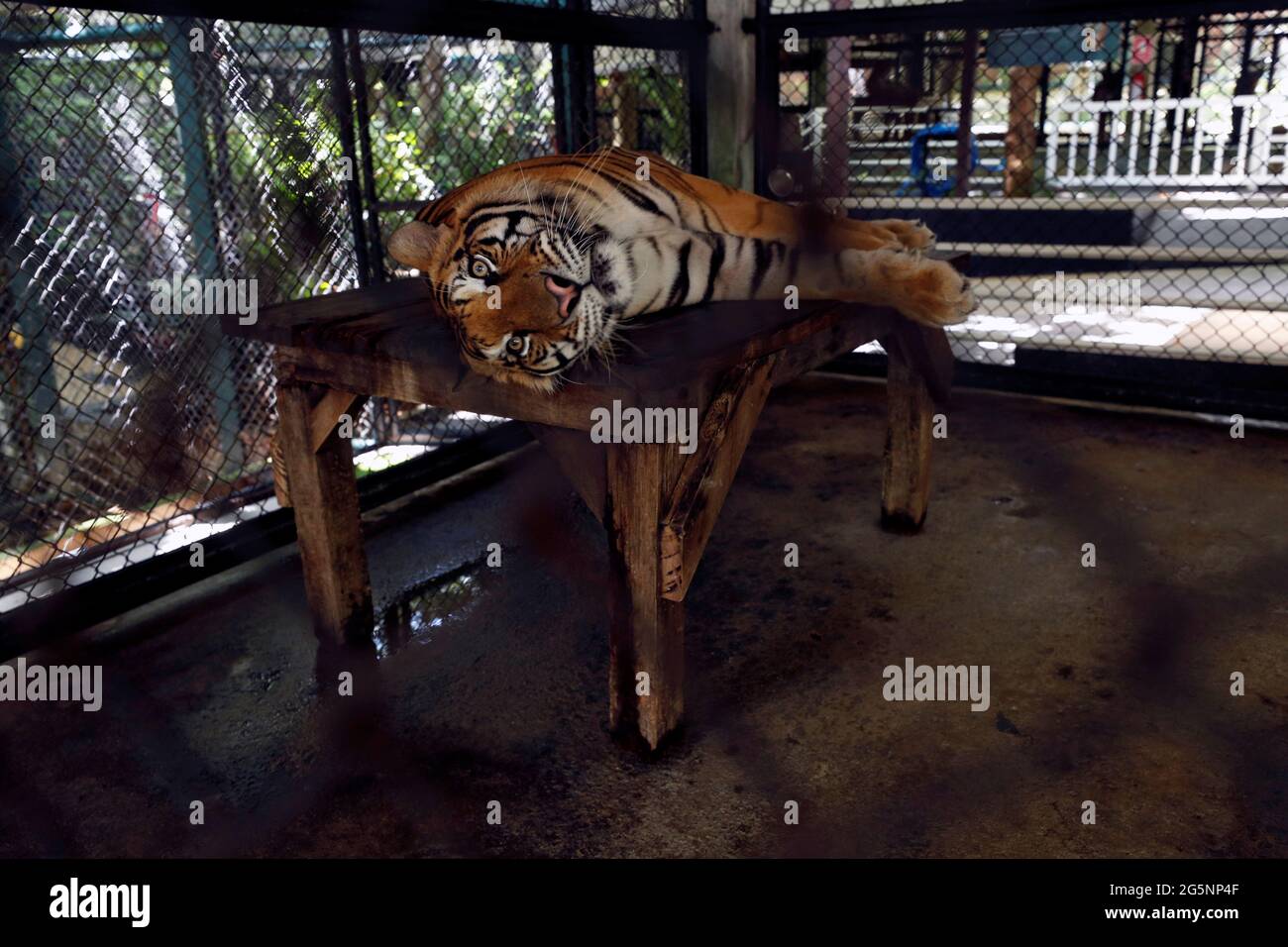 A tiger rests on a table at its confinement cage in Tiger Kingdom zoo, as Phuket gets ready to open its doors to overseas tourists from July 1 allowing fully vaccinated foreigners A tiger rests on a table at its confinement cage in Tiger Kingdom zoo, as Phuket gets ready to open its doors to overseas tourists from July 1 allowing fully vaccinated foreigners