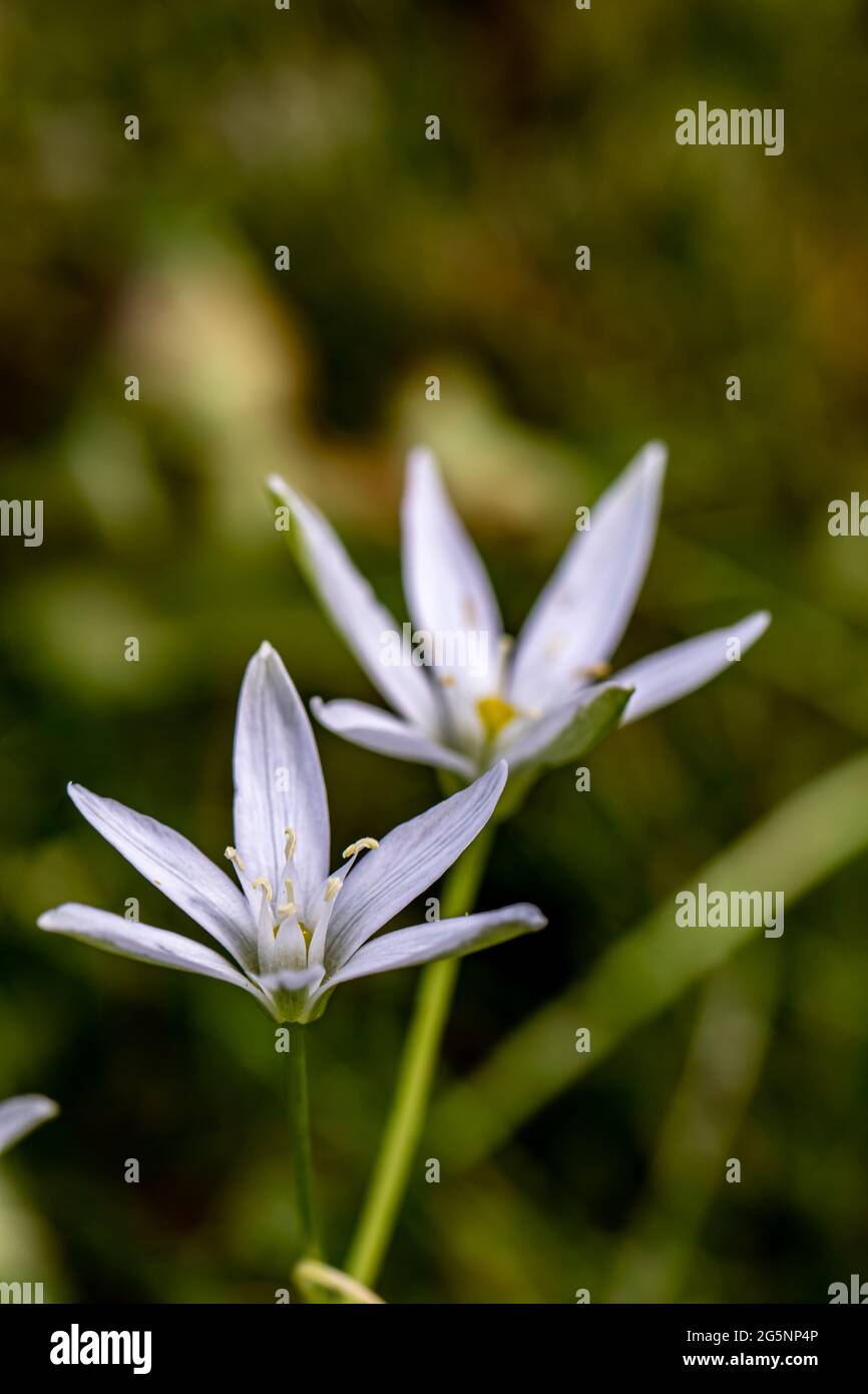 Ornithogalum flower in the garden, close up Stock Photo