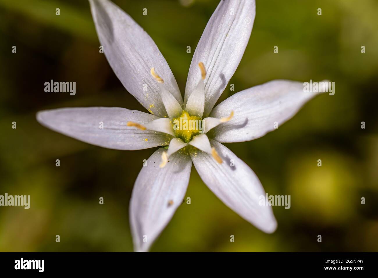 Ornithogalum flower in the garden Stock Photo